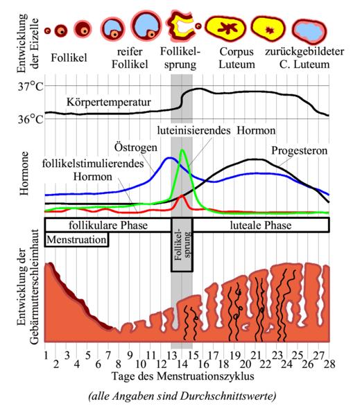 Menstruationszyklus